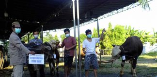 Pelindo Regional Jatim Serahkan 21 Ekor Sapi Qurban