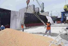 Pelindo Multi Terminal Branch Jamrud Wujudkan Ekspor Jagung Perdana ke Vietnam